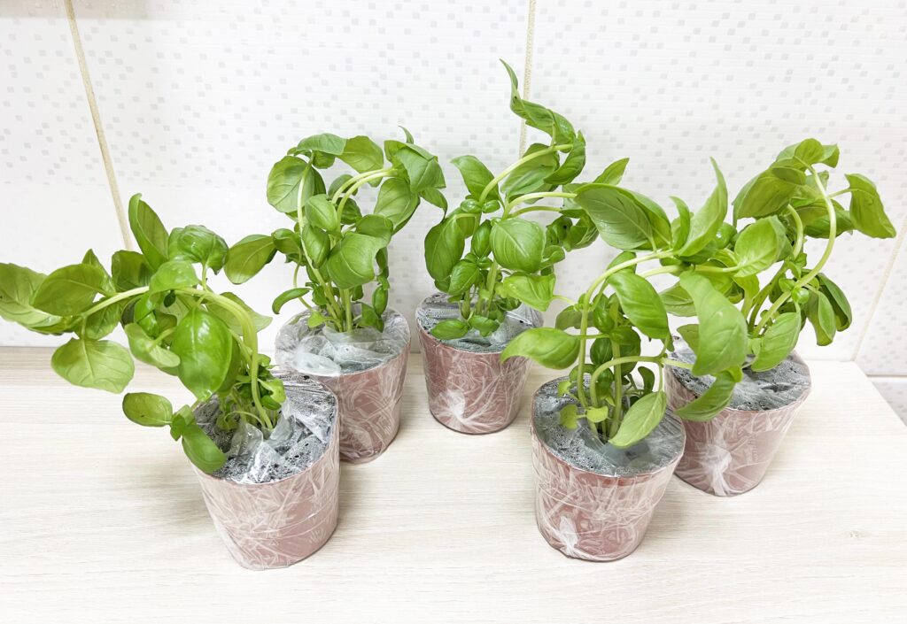 【親子種菜】生活素養課，種菜體驗自給自足，練出生存力
