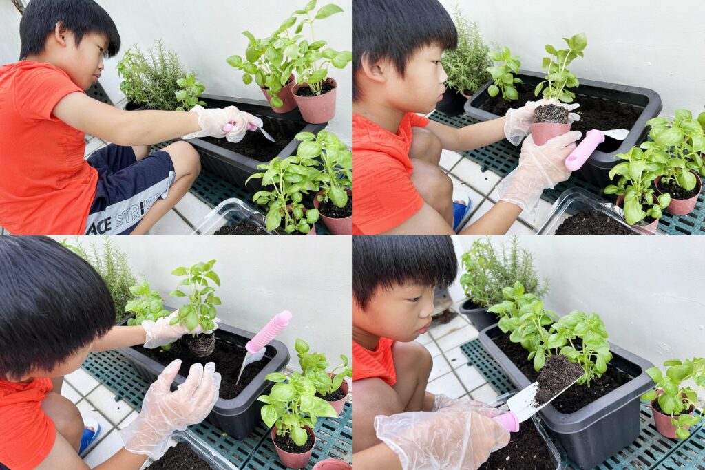 【親子種菜】生活素養課，種菜體驗自給自足，練出生存力