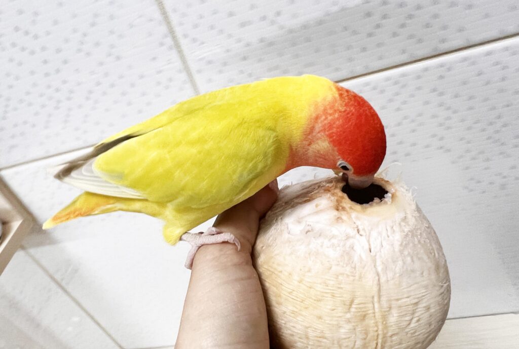椰子如何打開