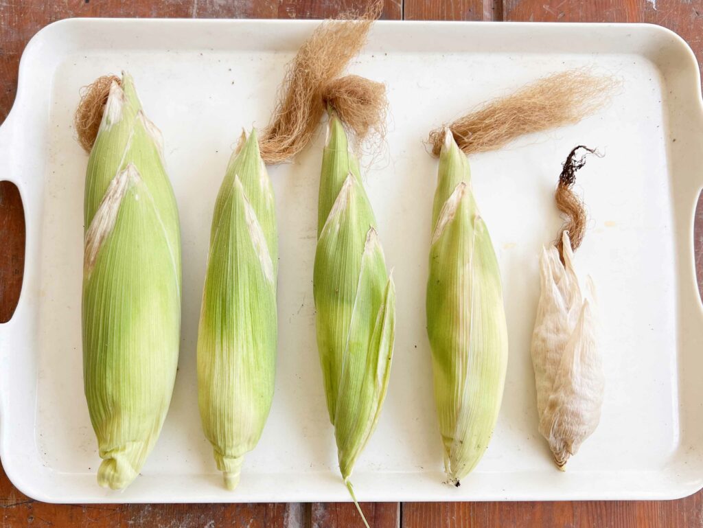 【食農教育】種植的幸福：從「醜玉米」中看見成長與收穫，領悟「過程」與「結果」的人生哲理