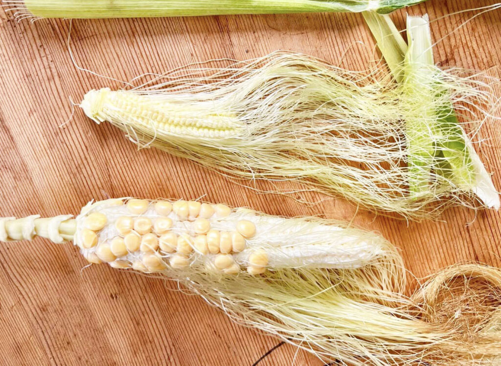 【食農教育】種植的幸福：從「醜玉米」中看見成長與收穫，領悟「過程」與「結果」的人生哲理