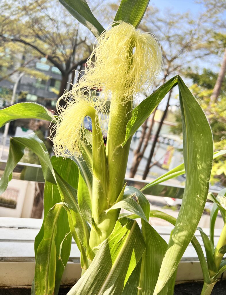 【食農教育】種植的幸福：從「醜玉米」中看見成長與收穫，領悟「過程」與「結果」的人生哲理