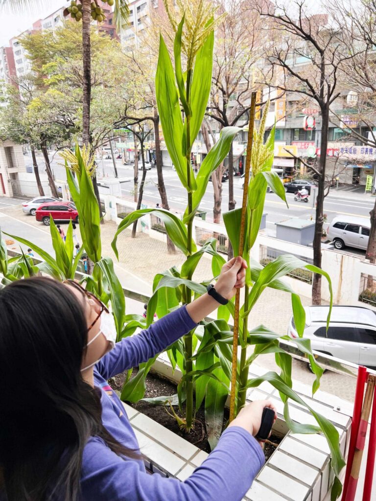 【食農教育】種植的幸福：從「醜玉米」中看見的成長與收穫，領悟「過程」與「結果」的人生哲理