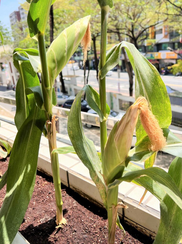 【食農教育】種植的幸福：從「醜玉米」中看見成長與收穫，領悟「過程」與「結果」的人生哲理