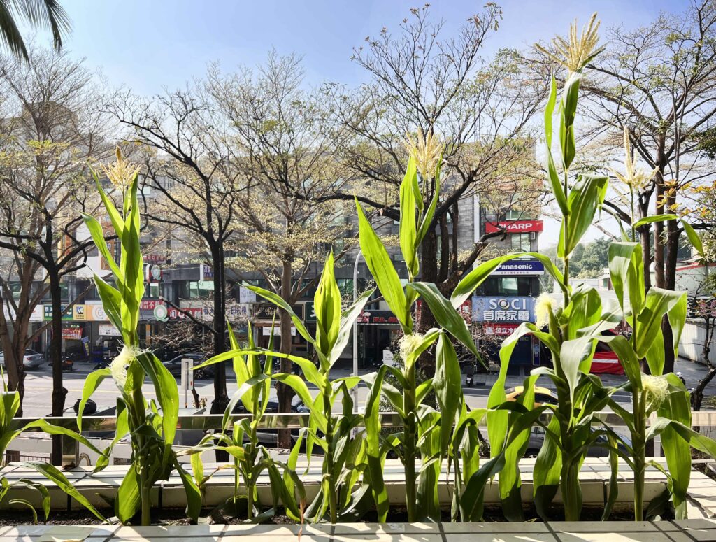 【食農教育】種植的幸福：從「醜玉米」中看見成長與收穫，領悟「過程」與「結果」的人生哲理