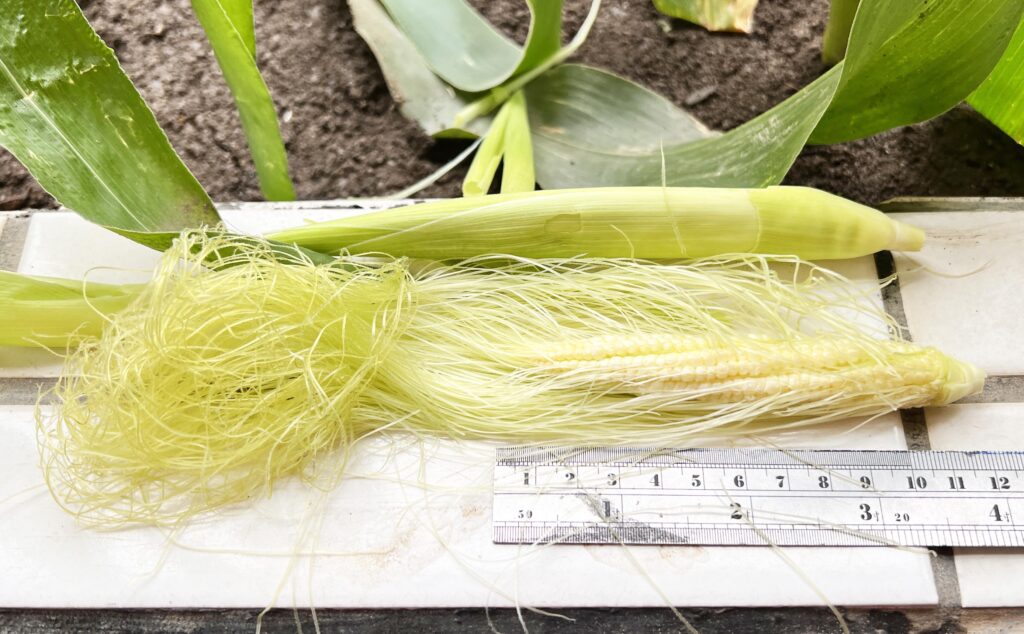 【食農教育】種植的幸福：從「醜玉米」中看見成長與收穫，領悟「過程」與「結果」的人生哲理