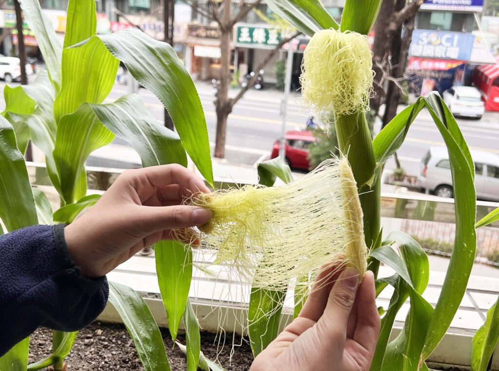 【食農教育】種植的幸福：從「醜玉米」中看見成長與收穫，領悟「過程」與「結果」的人生哲理