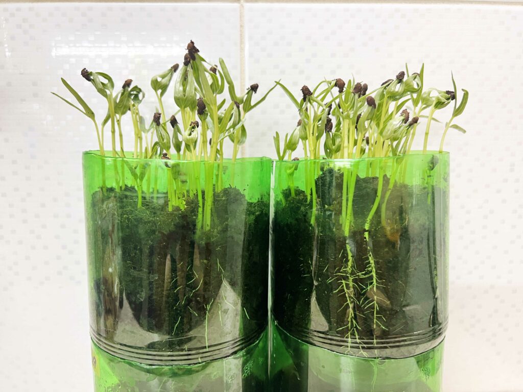 創意寶特瓶種菜，輕鬆解決澆水問題，方便觀察根系生長，孩子的最佳自然課堂