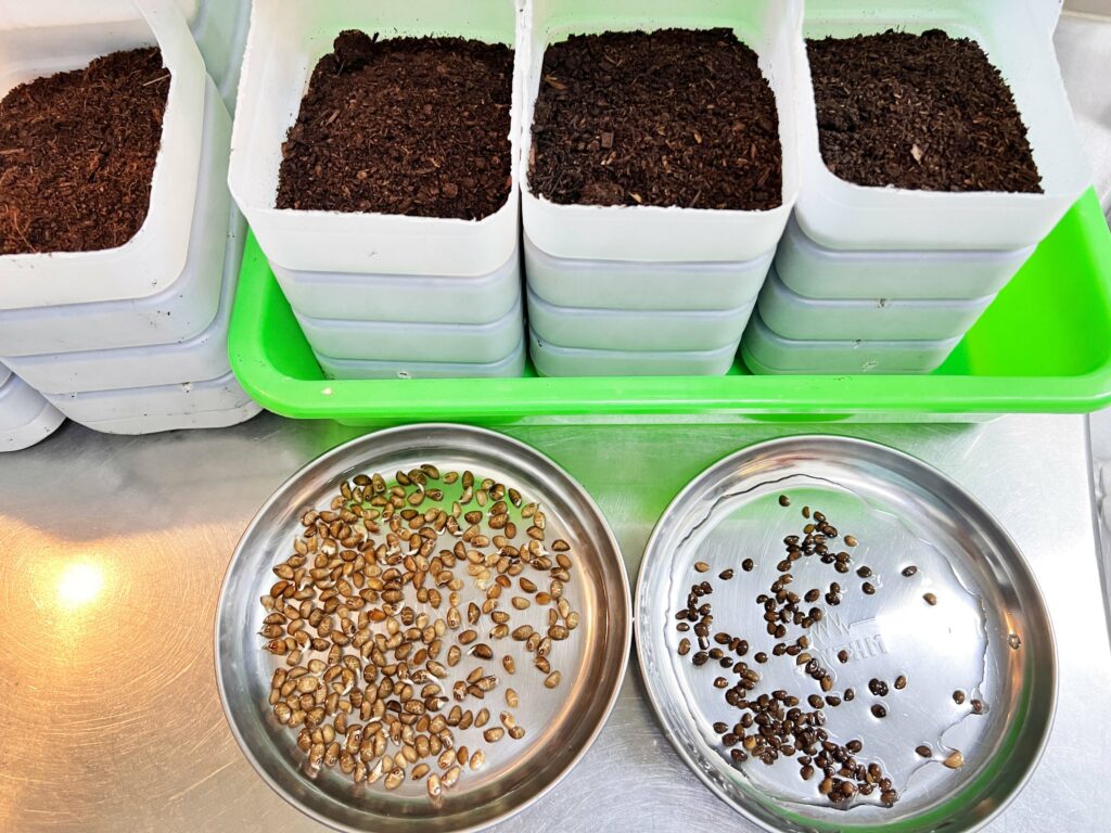 零花園也能種出新鮮蔬菜！利用家庭號牛奶瓶，讓孩子從土壤到餐桌，體驗農耕樂趣！