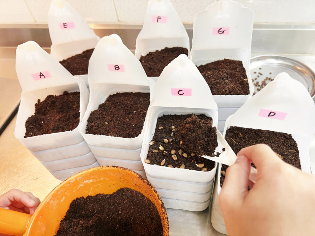 零花園也能種出新鮮蔬菜！利用家庭號牛奶瓶，讓孩子從土壤到餐桌，體驗農耕樂趣！