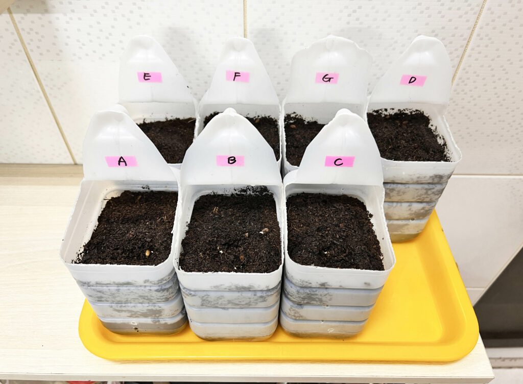 零花園也能種出新鮮蔬菜！利用家庭號牛奶瓶，讓孩子從土壤到餐桌，體驗農耕樂趣！